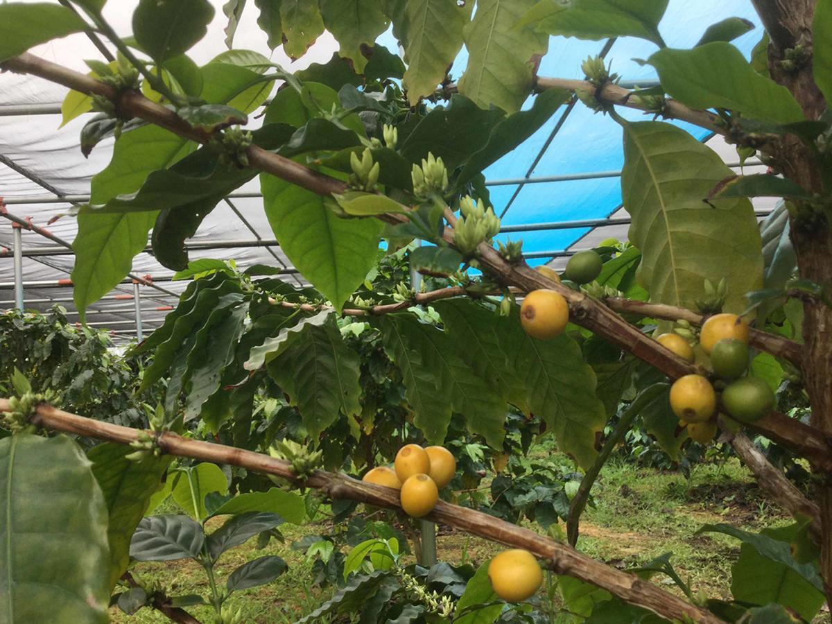 Matayoshi Coffee Farm Villa Higashi Exterior foto